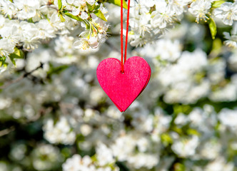 Red heart among the branches of the cherry 