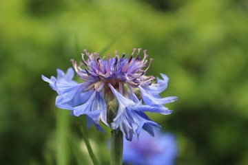 Closeup of Blue Cornflower in Garden Centaurea cyanus