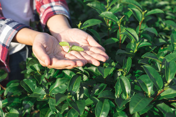 Asian woman hand picking up the tea leaves from the tea plantation, the new shoots are soft shoots. Water is a healthy food and drink. as background Healthcare concept with copy space.