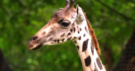 giraffe