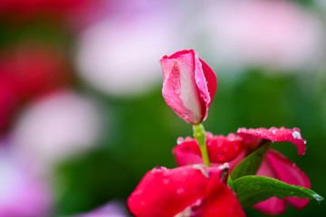 Closeup Red Catharanthus roseus and Droplets on the flowers to see the beautiful color in the garden.