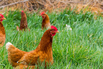 Red Shaver (aka Brown Shaver) chickens are a popular choice for beginner chicken owners. A rich, red-brown in colour, these hens consistently lay beautiful large brown eggs all year-long.