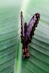 Farfalla ali 