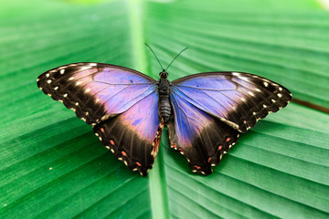 Farfalla ad ali aperte su una foglia