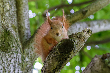 red squirrel sitting on the branches