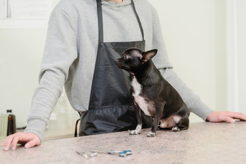 Black chihuahua, Toy Terrier sitting on the table for grooming in vet salon