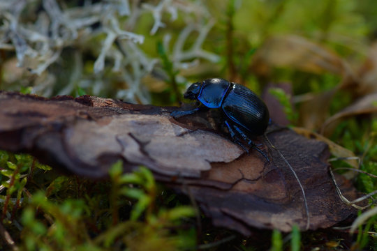 Mistkäfer auf dem Waldboden