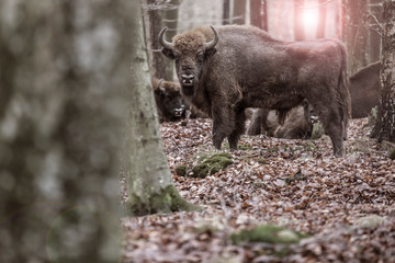 Bison in almindingen Bornholm