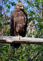 Bird of prey on the tree looking down