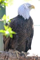 Bald eagle in bright sunlight