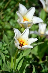 White tulip reaching for the sun