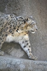 Snow leopard walking on a rock