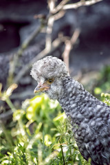 A cute little chick on green grass