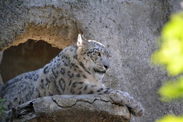 Beautiful and proud snow leopard on the rock
