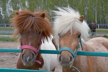 Portrait of two ponies windy day