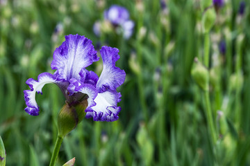 Fiore viola in mezzo a un campo
