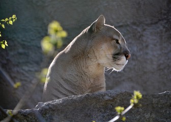 Puma on the mountain on a sunny day
