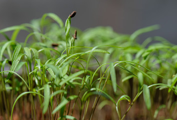 Fresh young dill in the kitchen-garden