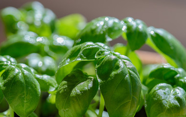 Fresh young basil in the kitchen-garden