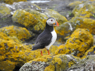 Atlantic Puffin