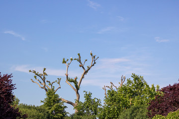 Tree picture. The branches are pruned. Seagulls on the branches.