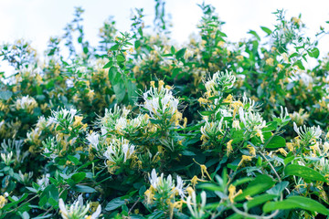 Honeysuckle inflorescences in the zone of sharpness and blur, background