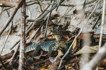 Варан, Животные, Никого, Природа, Таиланд, Остров, Деревья