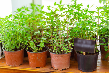 Fototapeta na wymiar Green plants in pots putting up for sale.