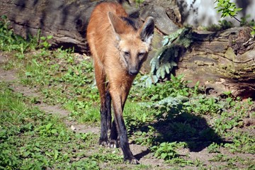 The maned wolf carefully going down the road © Дина Попова