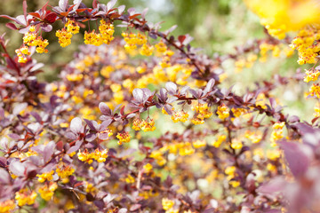 Shrub branches with purple leaves and yellow flowers