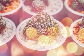 Cactus, Cactus thorns, Close up thorns of cactus, Cactus Background