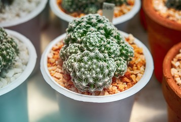 Cactus, Cactus thorns, Close up thorns of cactus, Cactus Background
