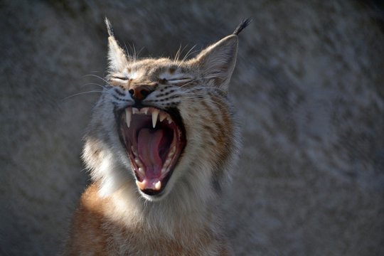 Sweet portrait of a yawning lynx