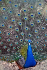 Fototapeta premium The colorful peacock dissolved the tail