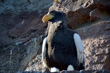Steller is  sea eagle on a sunny summer day