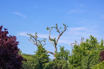 Tree picture. The branches are pruned. Seagulls on the branches.