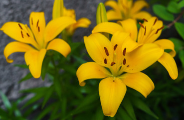 Beautiful yellow lily flowers in the summer garden.