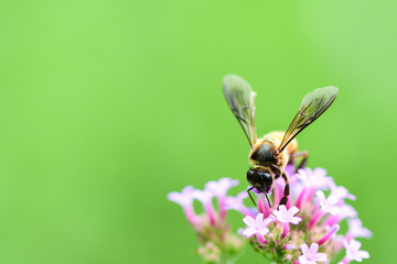 Closeup The bee is finding its sweet nectar on Violet flower in nature and Green Background, Purple Lantana camara Flower.