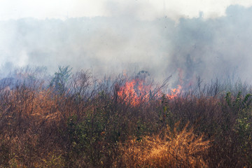 Strong smoke in steppe. Forest and steppe fires destroy fields and steppes during severe droughts. Fire, strong smoke. Blur focus due to jitter of hot hot fire. Disaster, damage, risk to houses