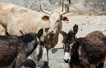Fototapeta premium Desert donkeys