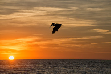 Fototapeta na wymiar Sunset over Gulf of Mexico with silhouette of pelican, Florida