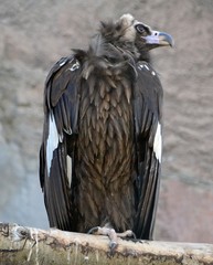 Vulture sitting on a tree