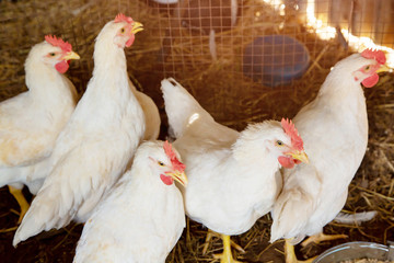 Poultry broiler farm and group of white chickens in the cage parent stock housing farm indoors chicken feeding. soft focus.