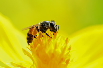 The bee is finding its sweet nectar in nature.