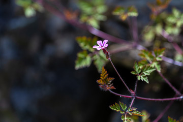 Storksbill flower (Geranium robertianum), herb robert