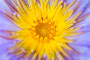 Closeup by Selective Focus Pollen Lotus flower,Purple lotus,Yellow lotus,Nectar for insect food,Colorful and beautiful flower.