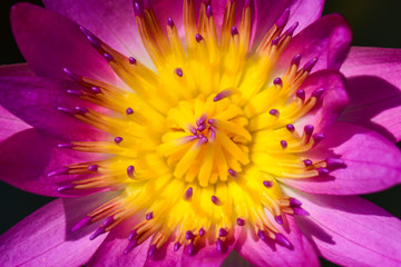 Closeup by Selective Focus Pollen Lotus flower,Purple lotus,Yellow lotus,Nectar for insect food,Colorful and beautiful flower.