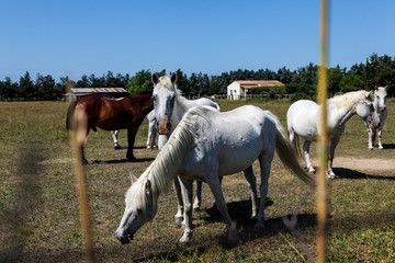 Obraz na płótnie Canvas Free horses in Catalan countryside. Domestic animals in the fields. Trees and greenery. Farmhouse in Spain with white, brown and red horse. Adventure in nature. Summer vacation in Spain