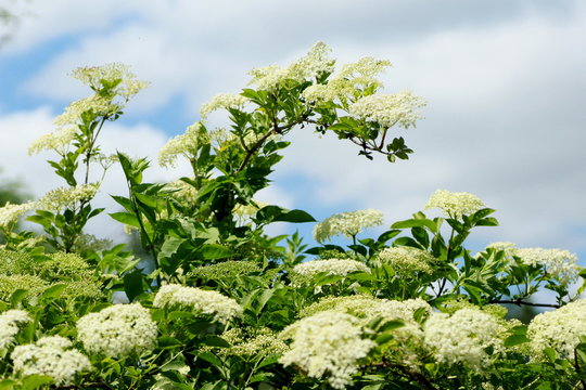 Fleurs de sureau