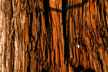 Wooden texture. Old wood, contrast